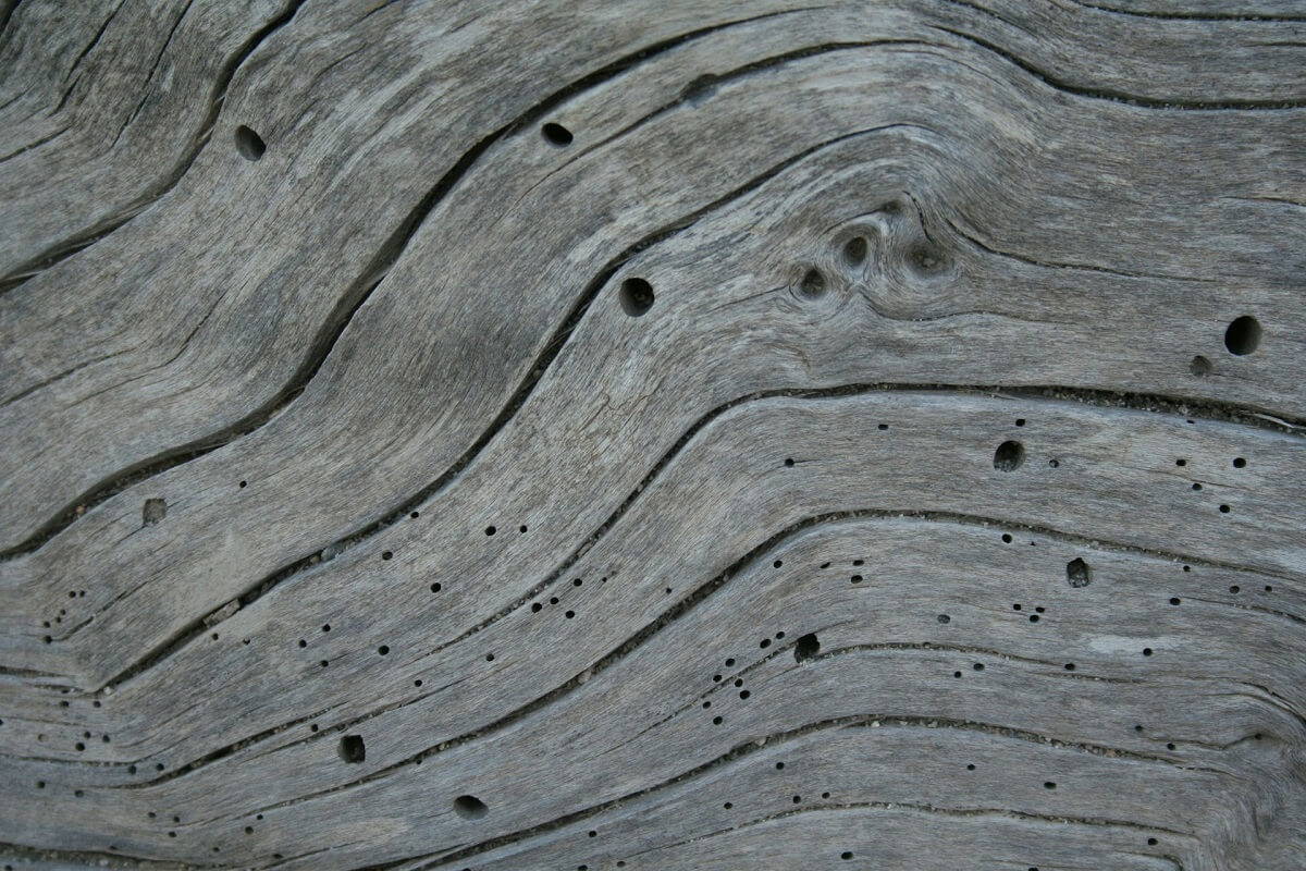 houtworm in haardhout